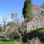 tithorea16